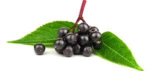 צמחי מרפא - סמבוק (Elderberry)