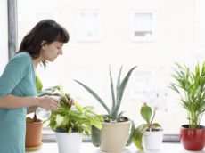 7 צמחי בית שעשויים להיות טובים לבריאות שלכם
