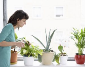 7 צמחי בית שעשויים להיות טובים לבריאות שלכם